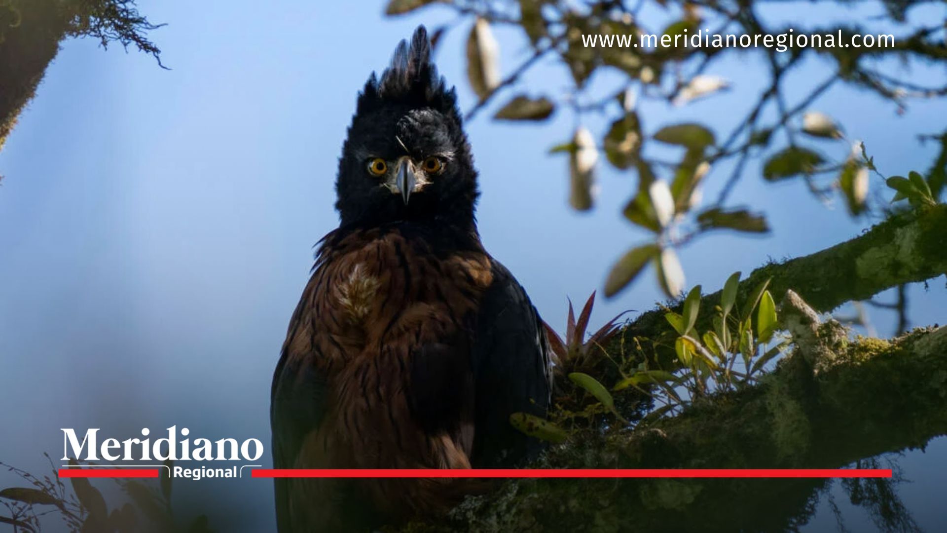 La conservación del águila andina toma fuerza en Colombia con nuevo proyecto ambiental