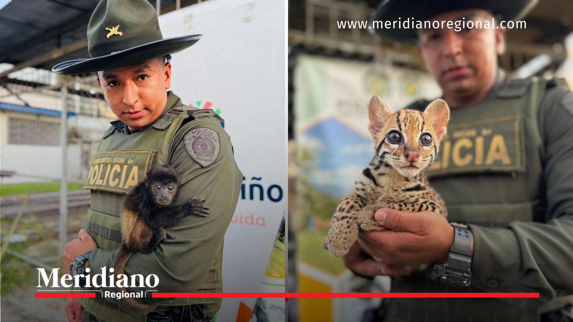 Policía Nariño -Policía Nariño rescató mono aullador y ocelote rescate-fauna-Tumaco-mono-aullador-ocelote-tráfico-ilegal-Policía-Nariño-biodiversidad-especies-en-peligro-Policía Nariño -