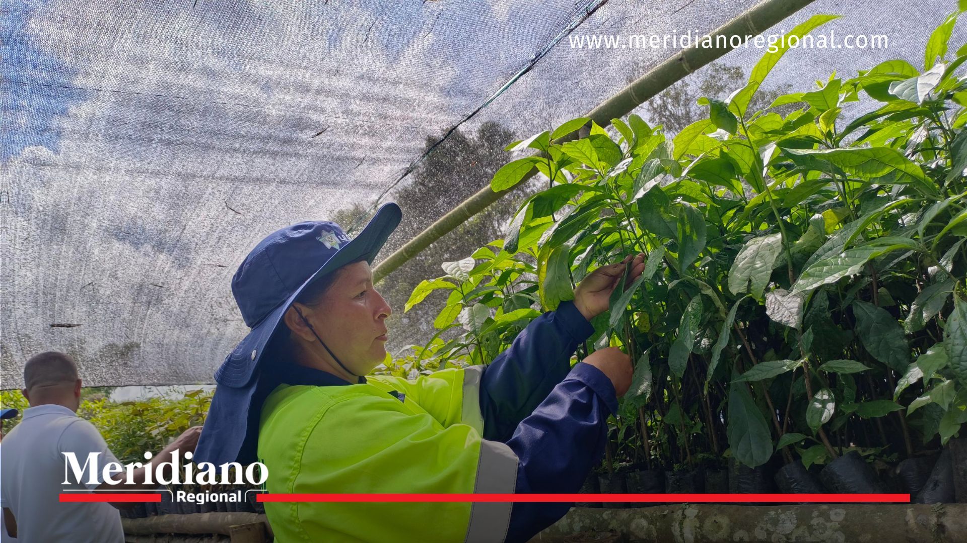 CVC -CVC entregó 10 mil árboles en La Cumbre CVC - entregó - 10 mil árboles - La Cumbre - reforestación - vivero municipal - especies nativas - conservación ambiental - restauración ecológica - Valle del Cauca-CVC -