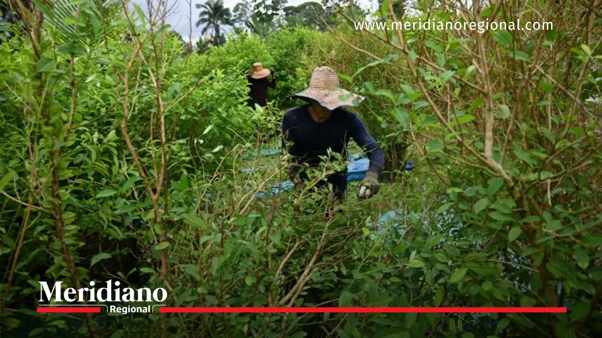 glifosato -Glifosato se usará solo con aval de comunidades glifosato-colombia-2025-erradicación-voluntaria-cultivos-ilícitos-fumigación-aérea-prohibida-gobierno-petro-comunidades-campesinas-glifosato -