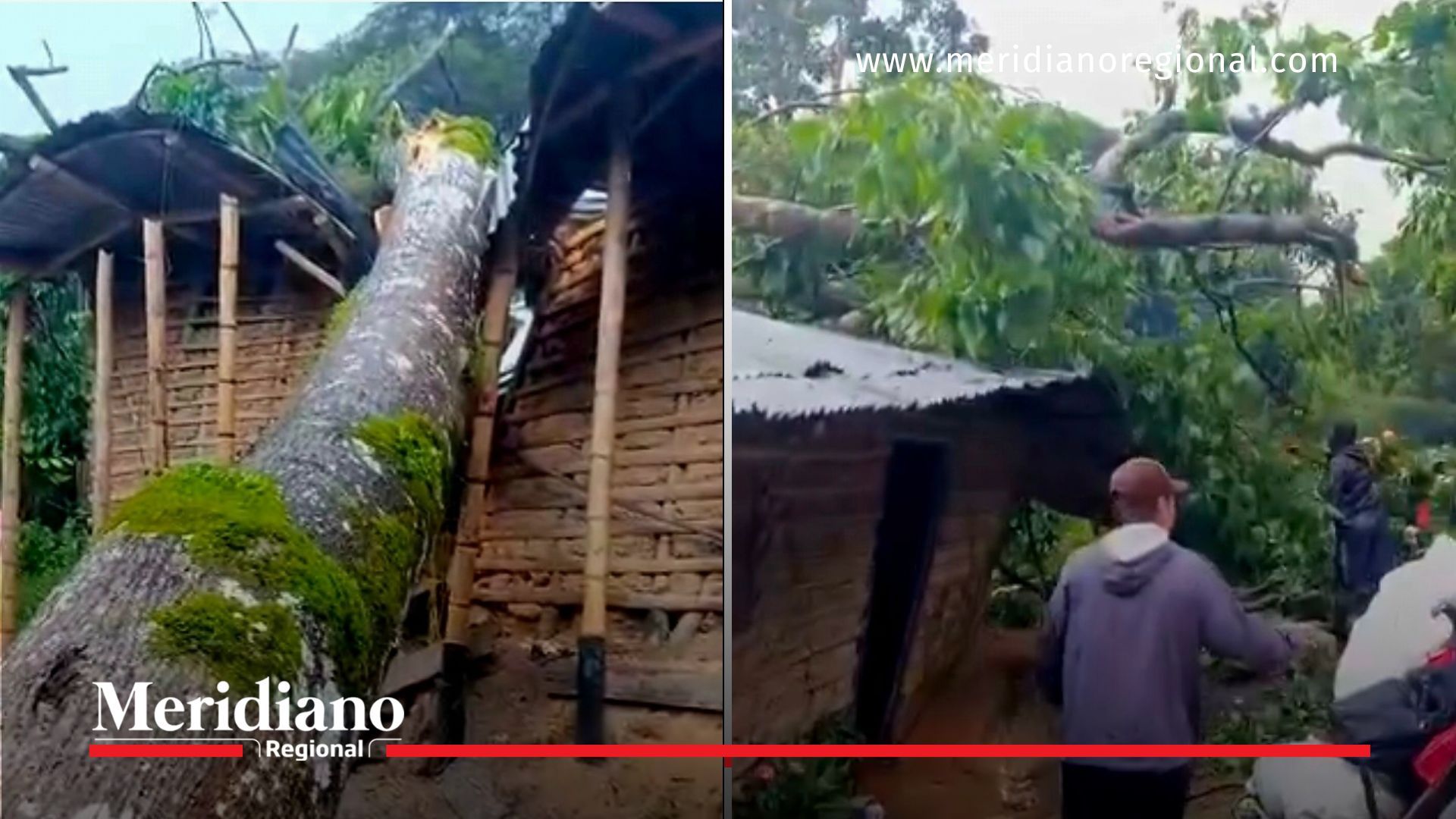 árbol -Árbol gigante destruyó una casa en La Sierra arbol-gigante-cae-sobre-casa-la-sierra-cauca-vereda-la-depresion-emergencia-rural-vivienda-destruida-sin-heridos-árbol -