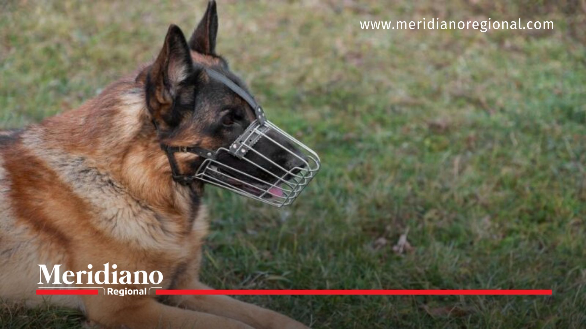 Dueños de perros, ¡ojo con las nuevas multas!