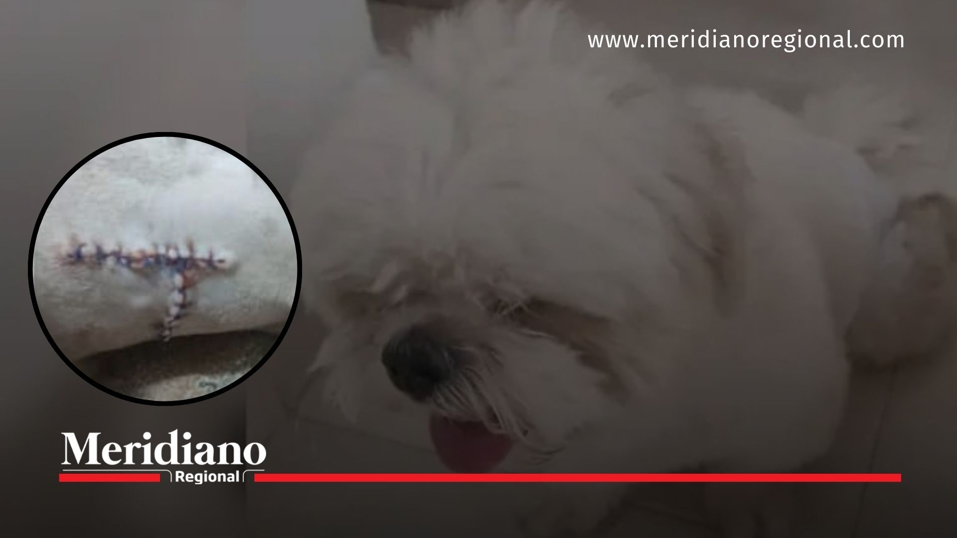 neiva - maltrato animal- ley ángel - cárcel por crueldad animal- policía metropolitana neiva- agresión a mascotas - Yaco y Dino - ataque con cuchillo - barrio San Martín Neiva