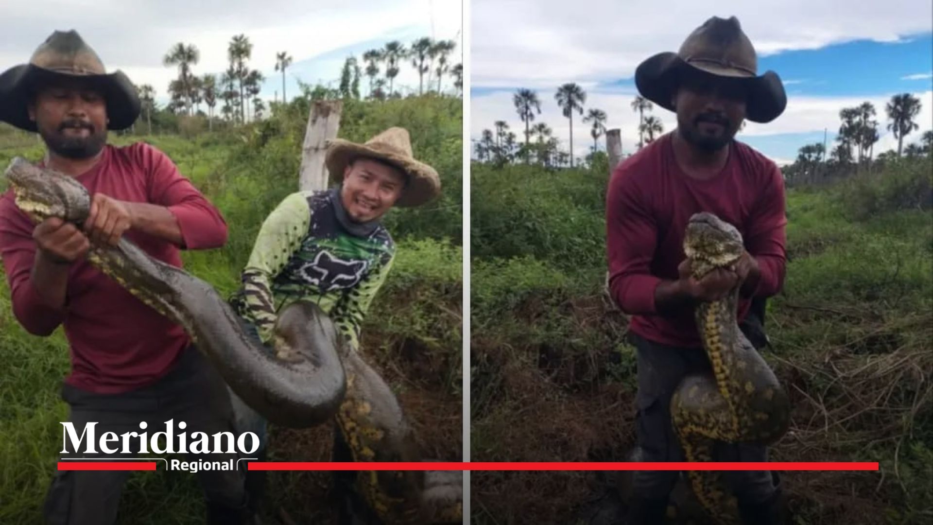 Una anaconda de más de 10 metros fue encontrada por campesinos en Paz de Ariporo, Casanare.