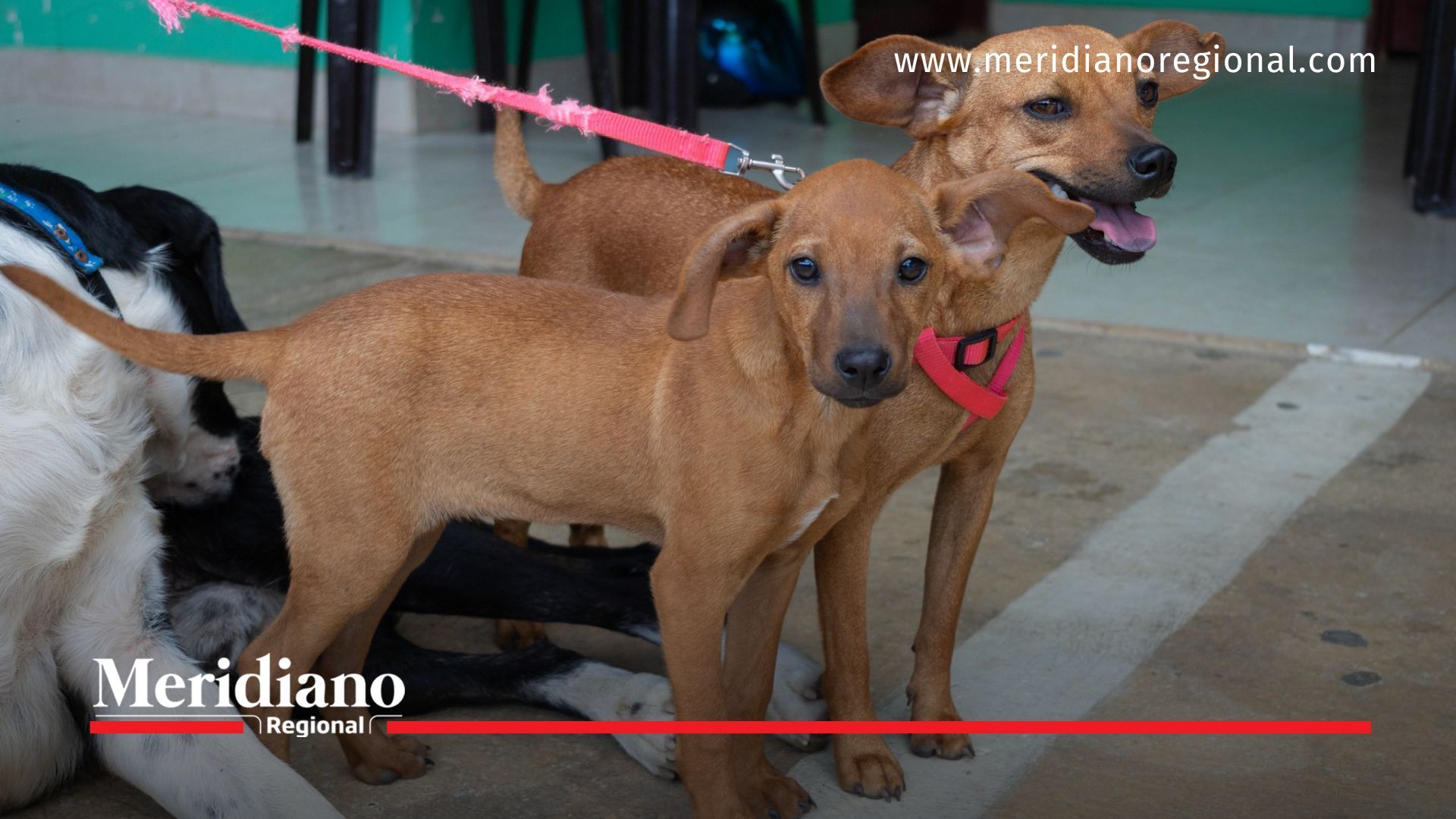 Popayán avanza en su política animalista con vacunación gratuita antirrábica, campañas de esterilización y la construcción de un gran refugio animal.