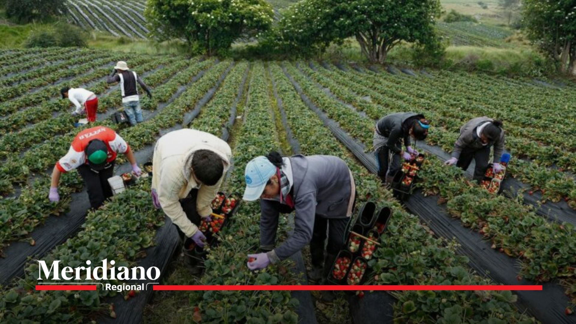 Agricultura creció 7,1 % en el primer trimestre