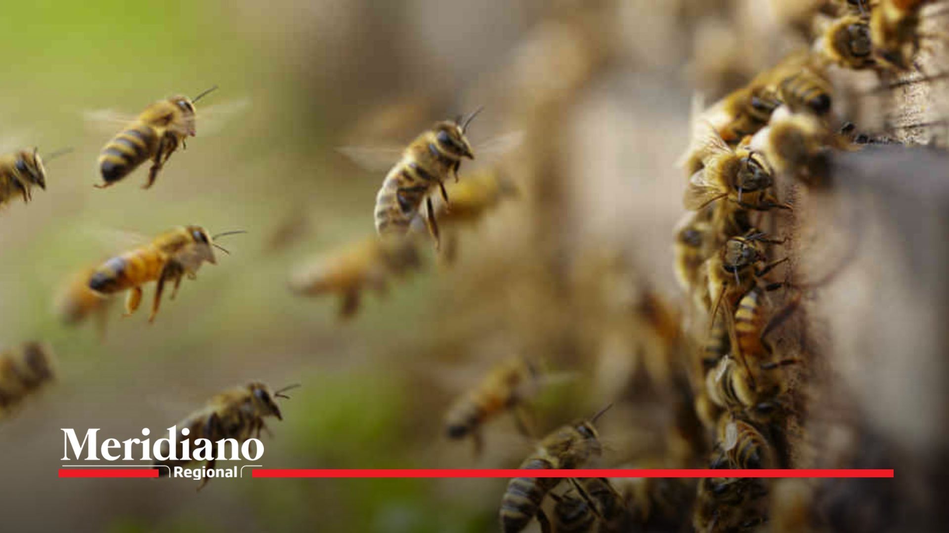 Día Mundial de las Abejas: el llamado del ICA
