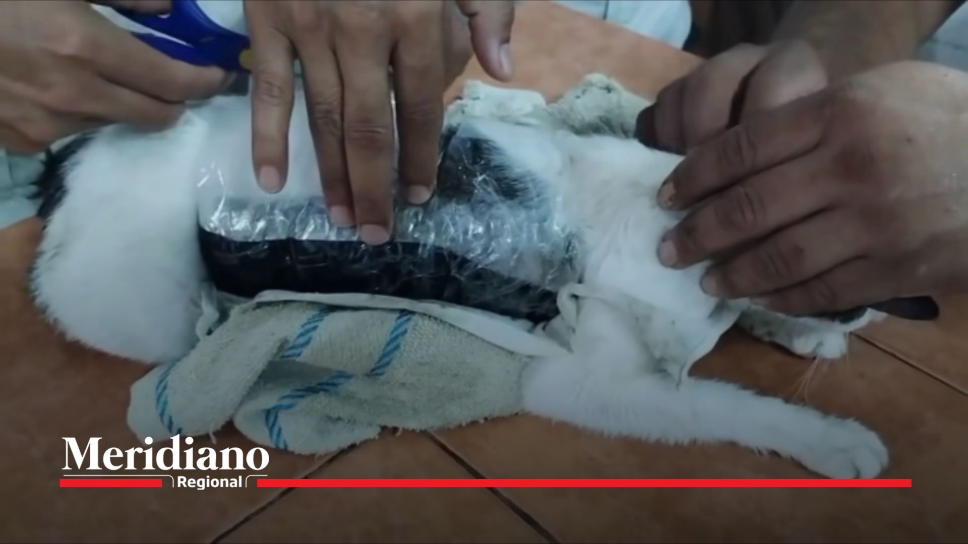 Narcofelino: gato llevaba droga a cárcel y fue capturado