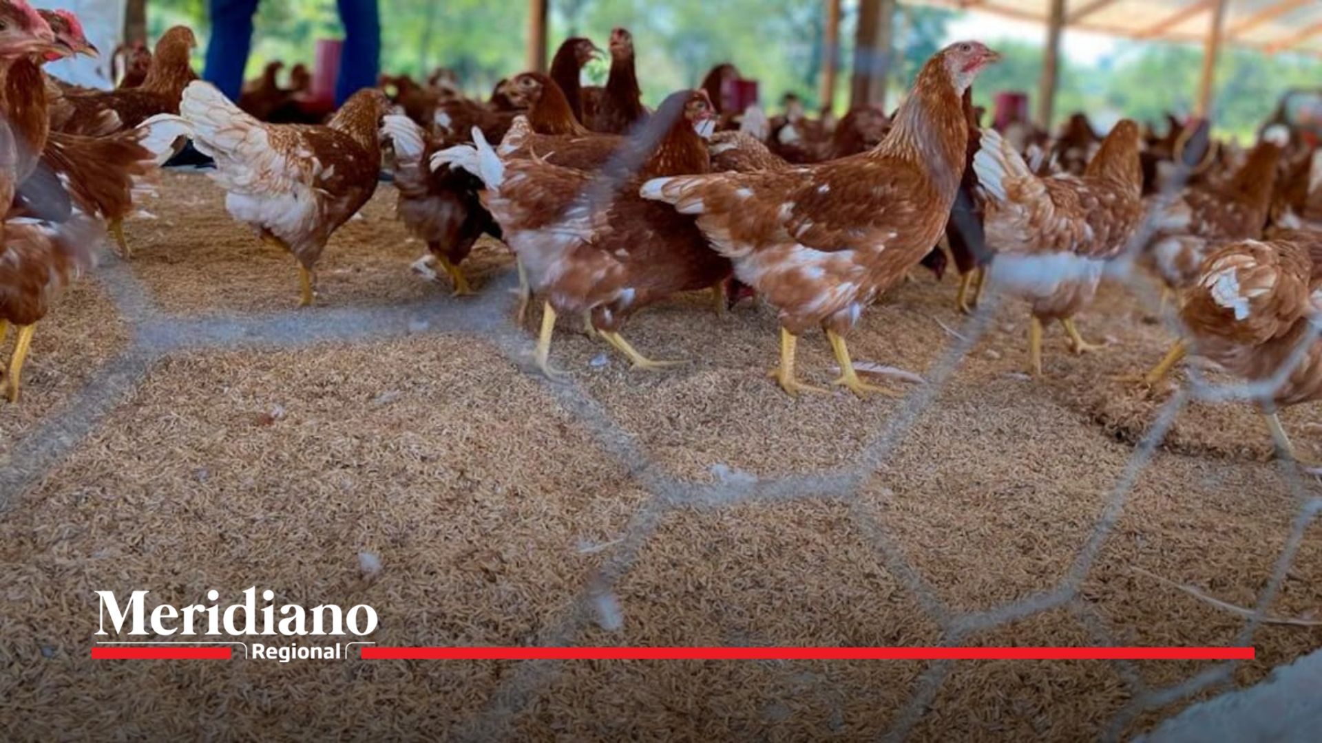 reincorporación económica - excombatientes Cauca - proyecto gallinas ponedoras - ARN Cauca - resguardo indígena de Canoas - Santander de Quilichao - FAO Cauca - economía rural - seguridad alimentaria - noticias nacionales - noticias cauca - noticias valle - noticias nariño - noticias chocó