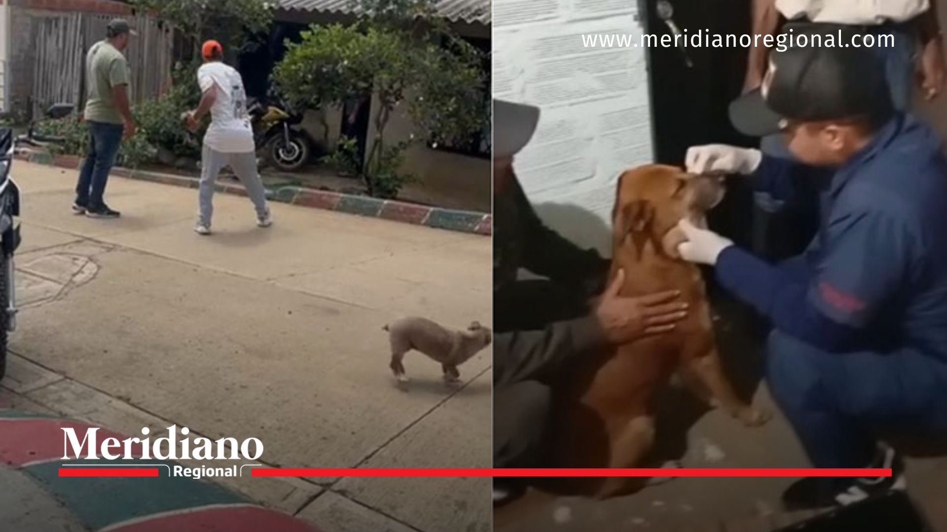 Hombre ataca a perro llamado Zeus en Dagua Cauca y abre debate sobre la ley ángel que se le debe de aplicar por pedido de la comunidad.