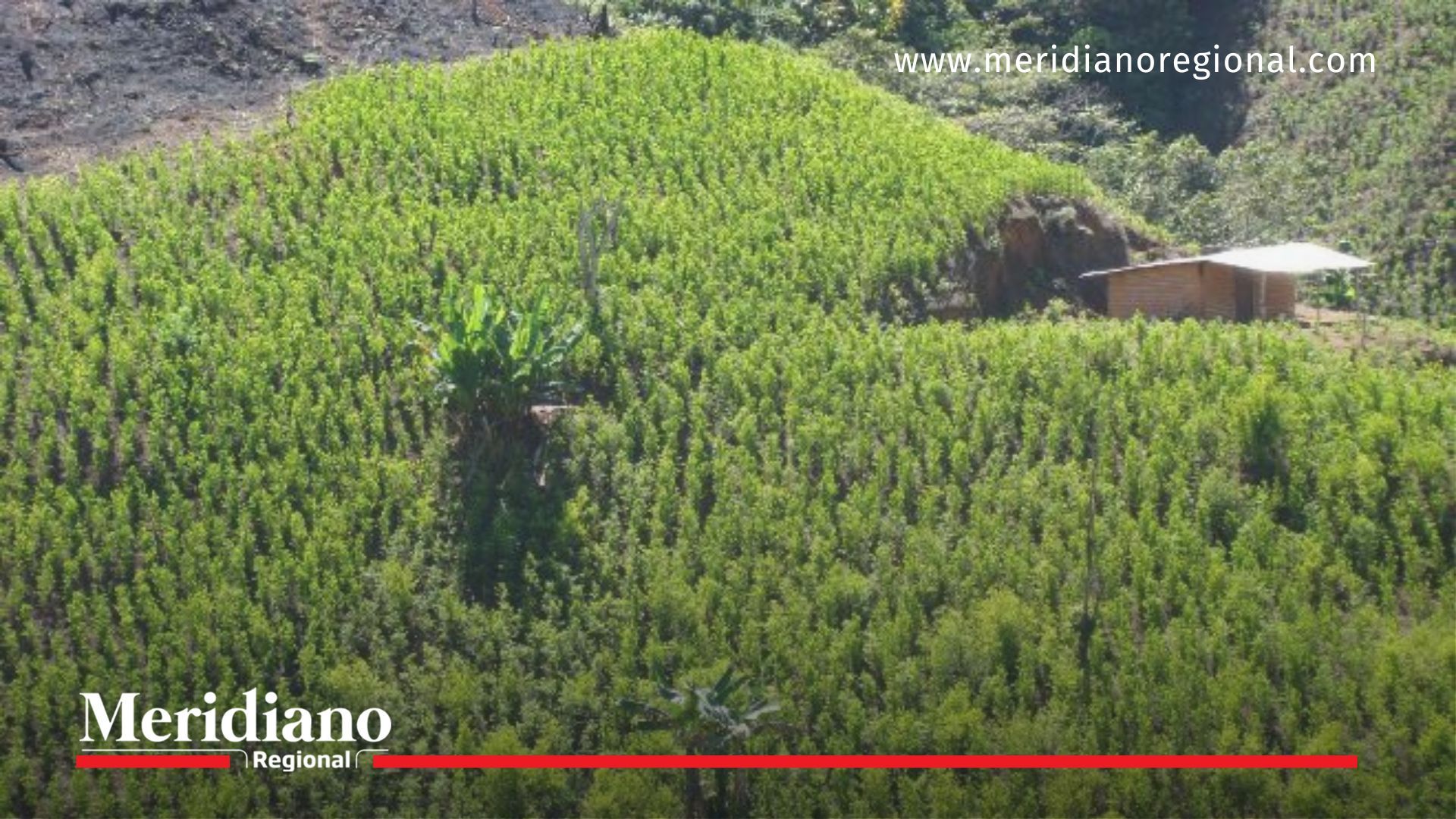 cultivos de coca
