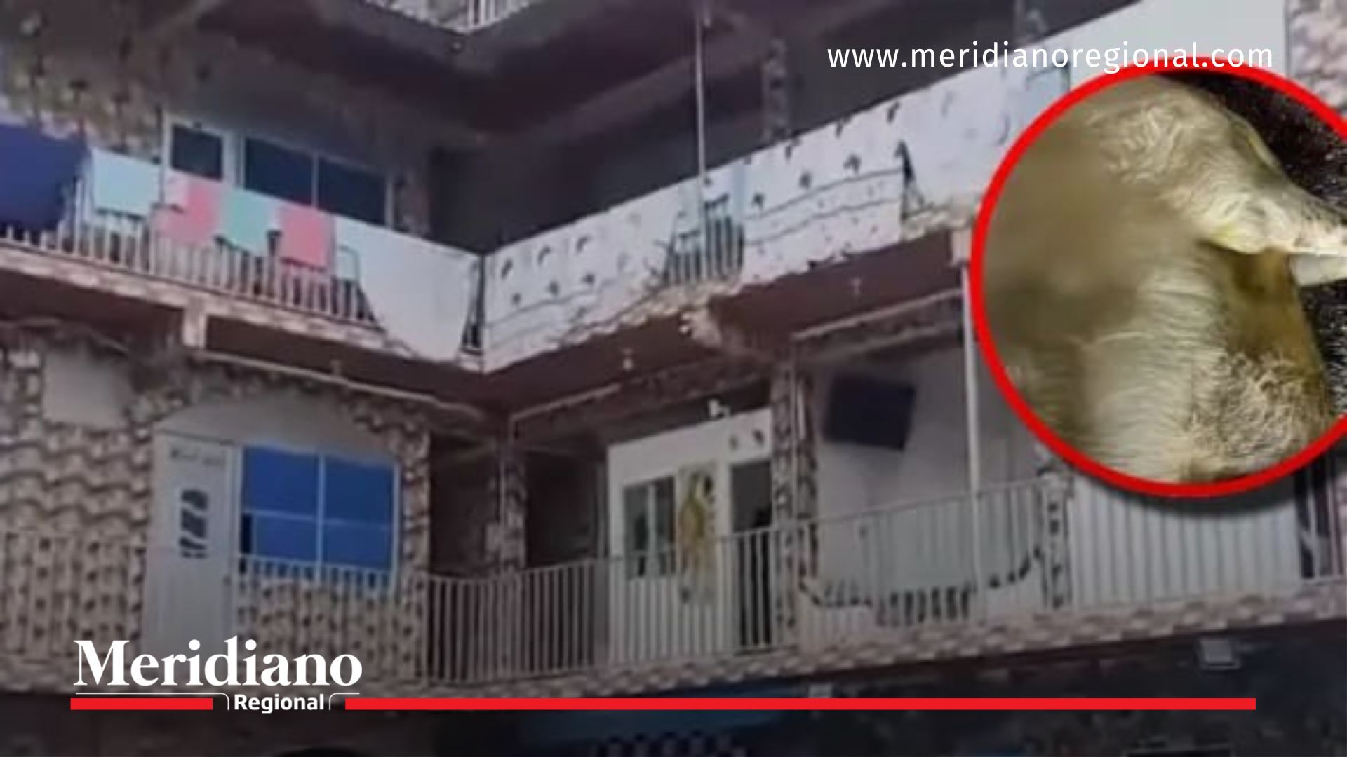 Matadero clandestino