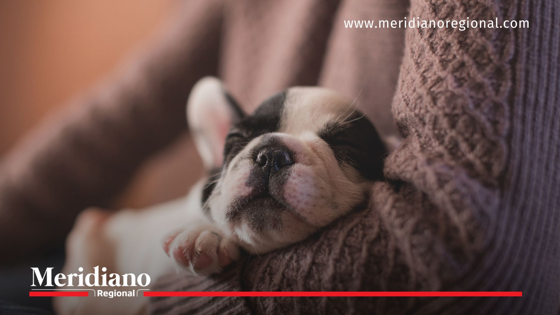 La imagen de un cachorro dormido evoca el cariño y respeto que merecen todos los animales.