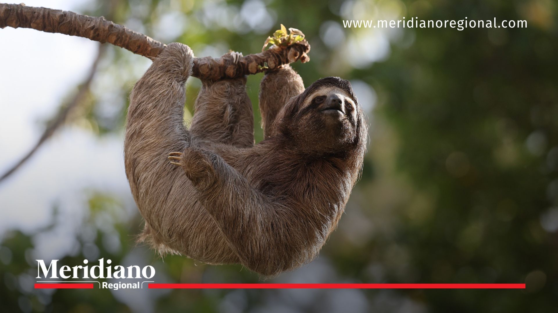 perezoso rescatado en Buenaventura - fauna silvestre en riesgo - CVC Buenaventura - maltrato animal Colombia - rescate de fauna en Valle