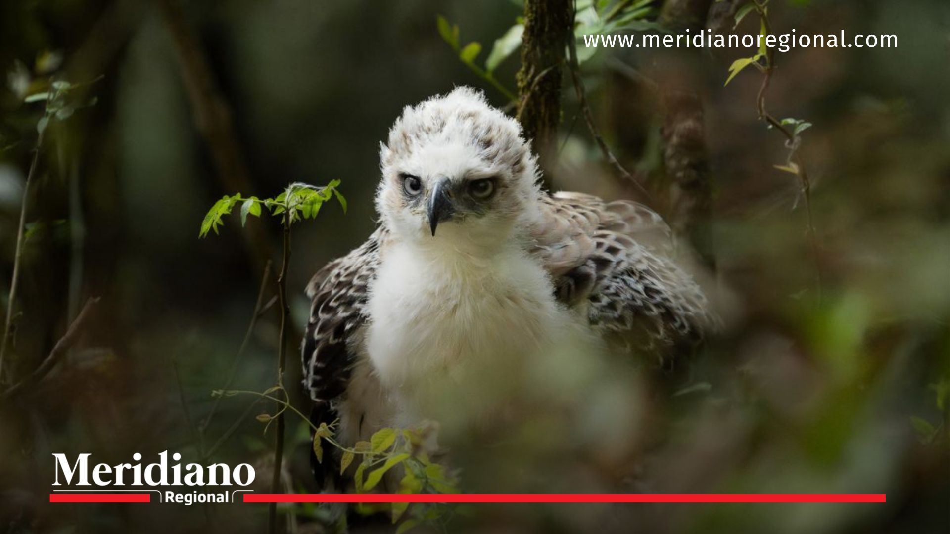 águila real de montaña en Cali - Farallones de Cali - turismo ecológico en Cali - DAGMA - avistamiento de aves - biodiversidad en Cali - El Danubio Cali