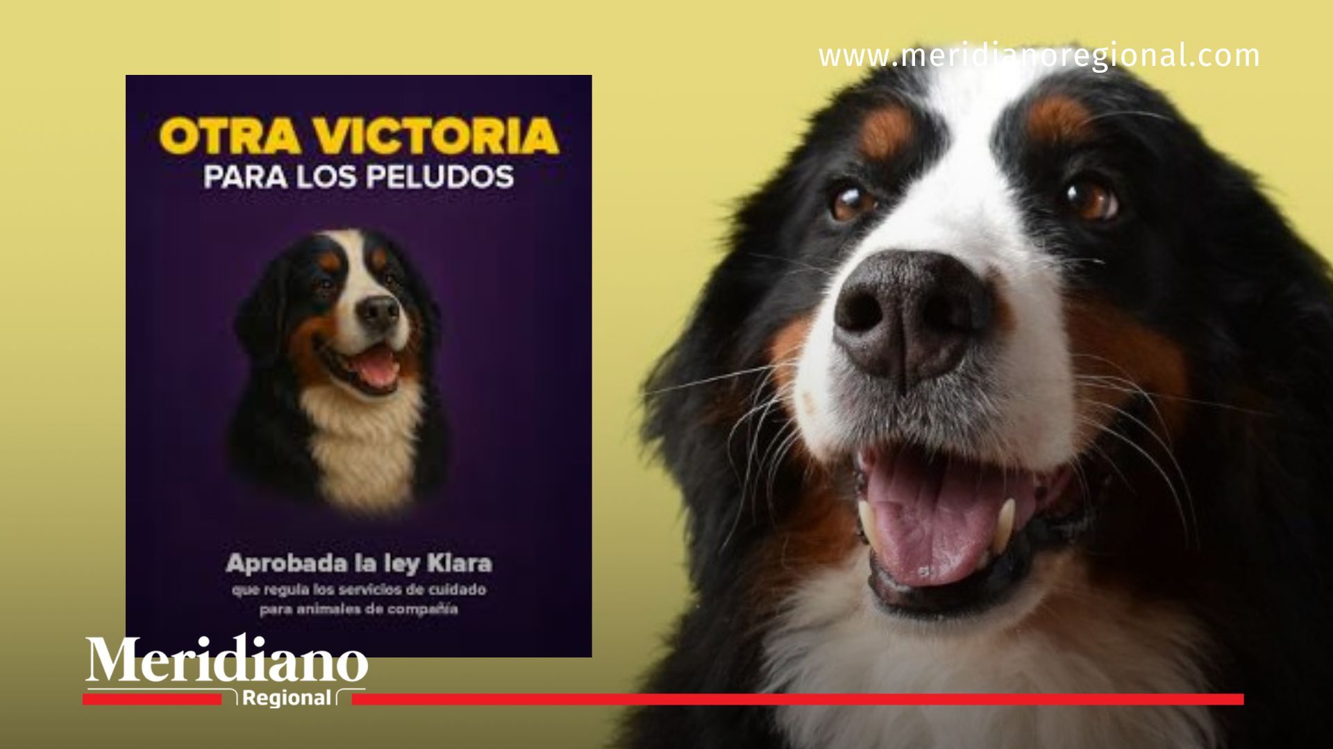noticias Colombia - Ley Kiara - derechos de los animales - maltrato animal - bienestar animal - mascotas en Colombia - collares de castigo
