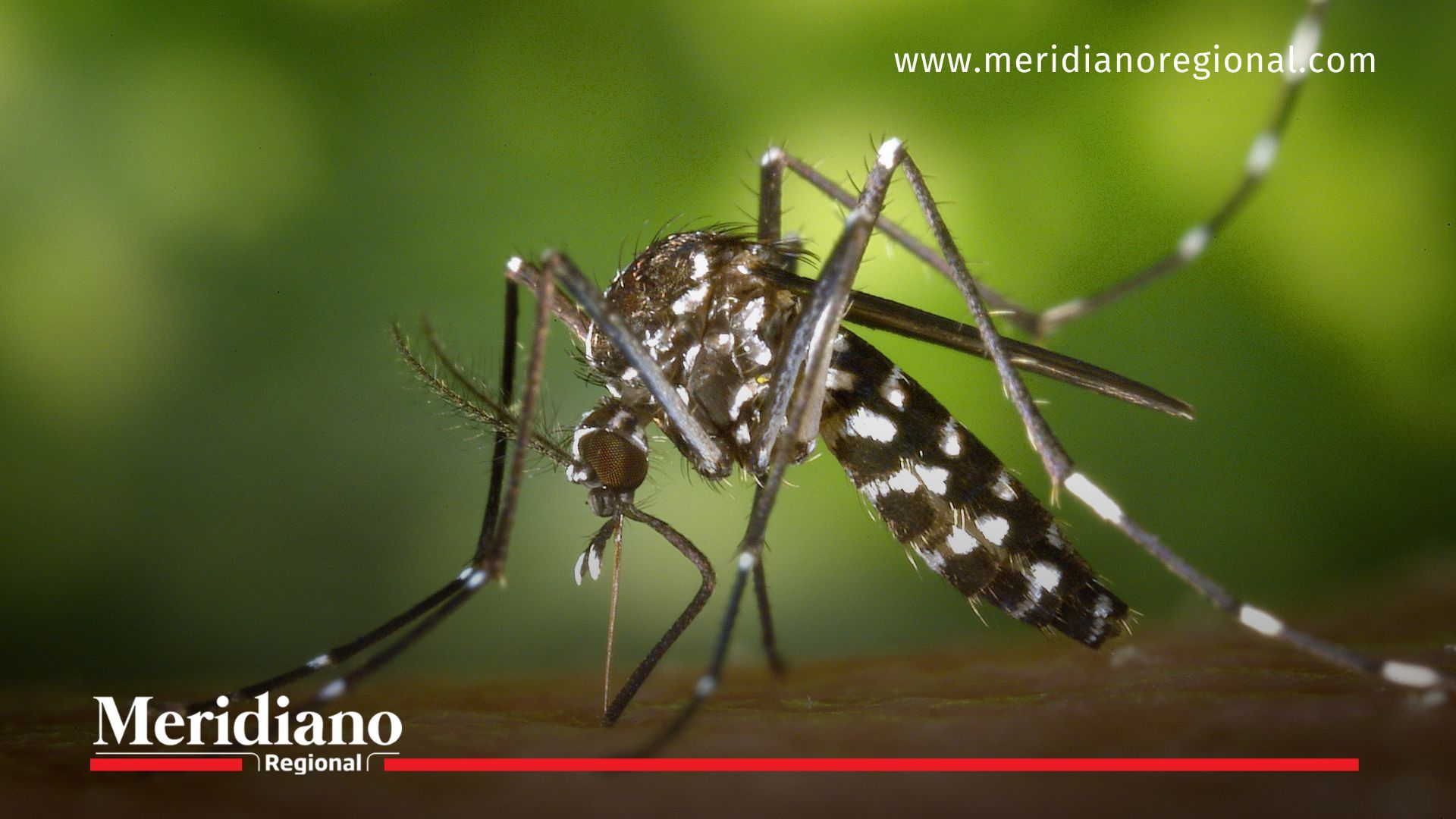 noticias Colombia - dengue en Colombia - aumento de dengue - boletín epidemiológico - dengue grave - regiones afectadas por dengue