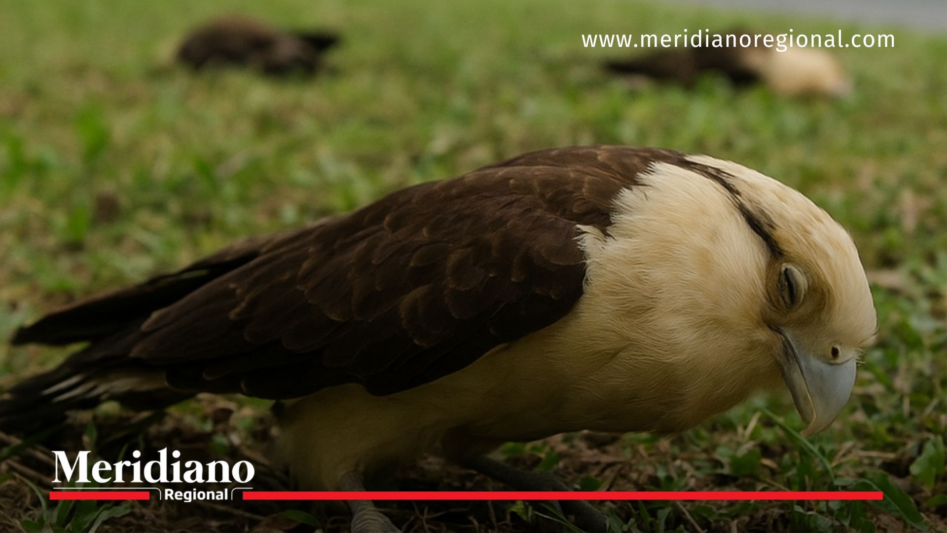 Envenenamiento aves Cali