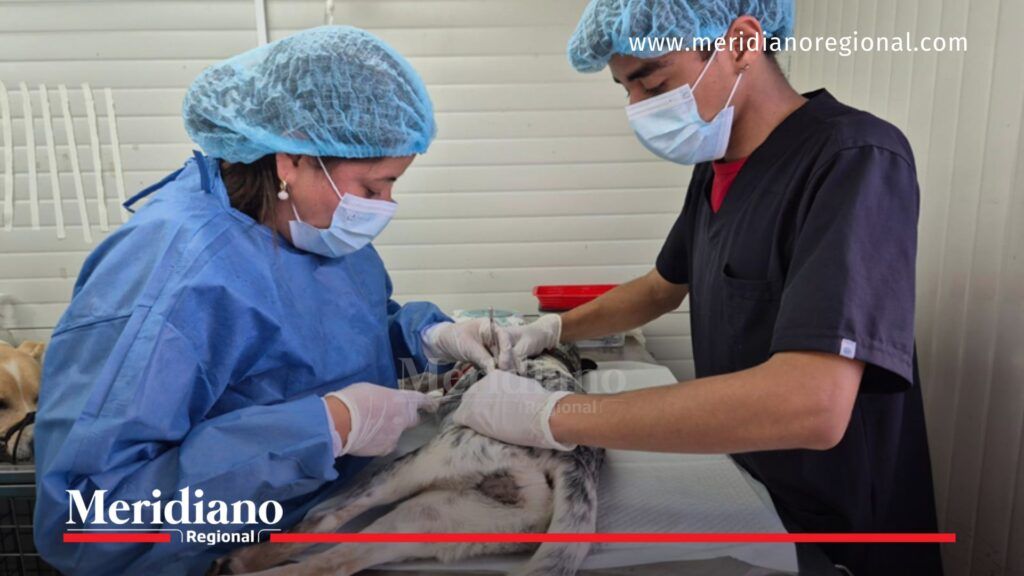 Veterinarios realizan esterilización animal gratuita en Popayán como parte de la campaña de la Alcaldía para promover el bienestar animal.