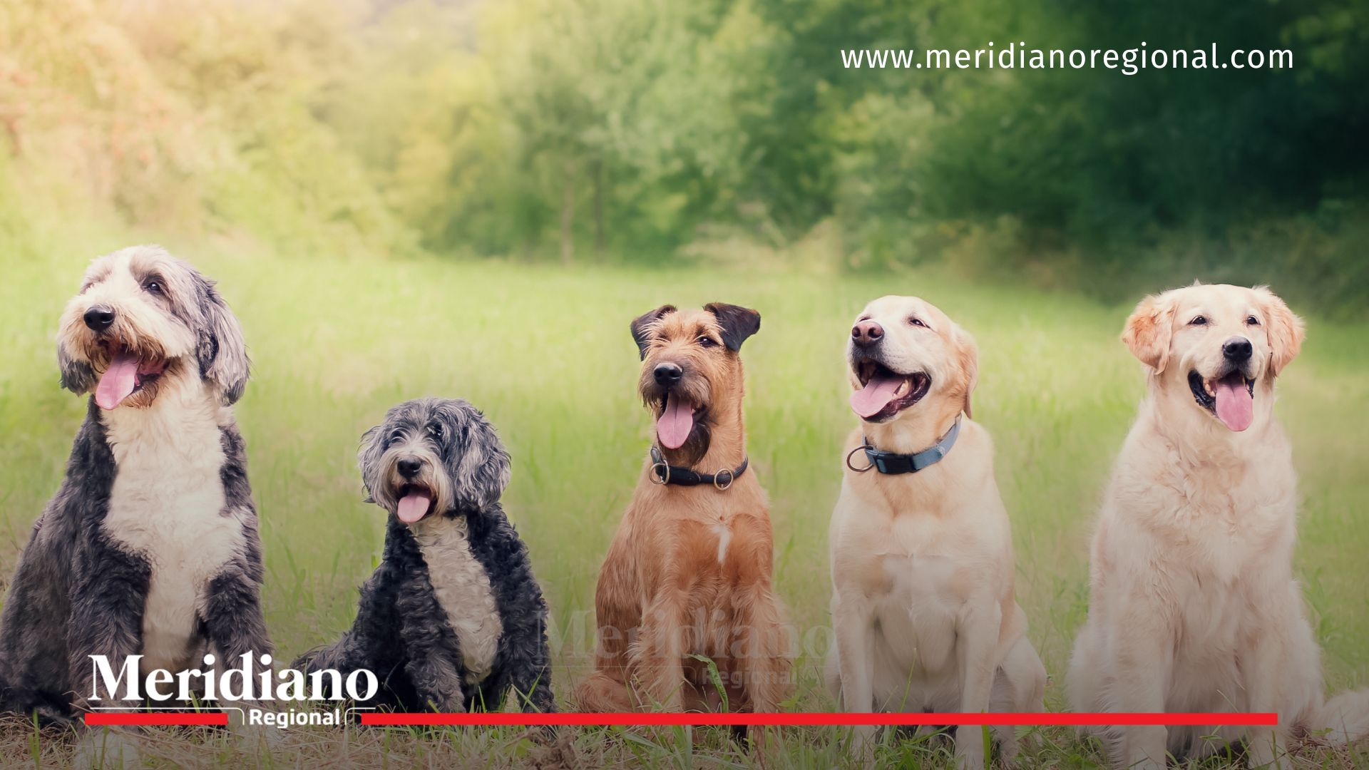 Cinco perros sentados en una pradera; imagen de referencia para la campaña de esterilización animal en Popayán liderada por la Alcaldía.