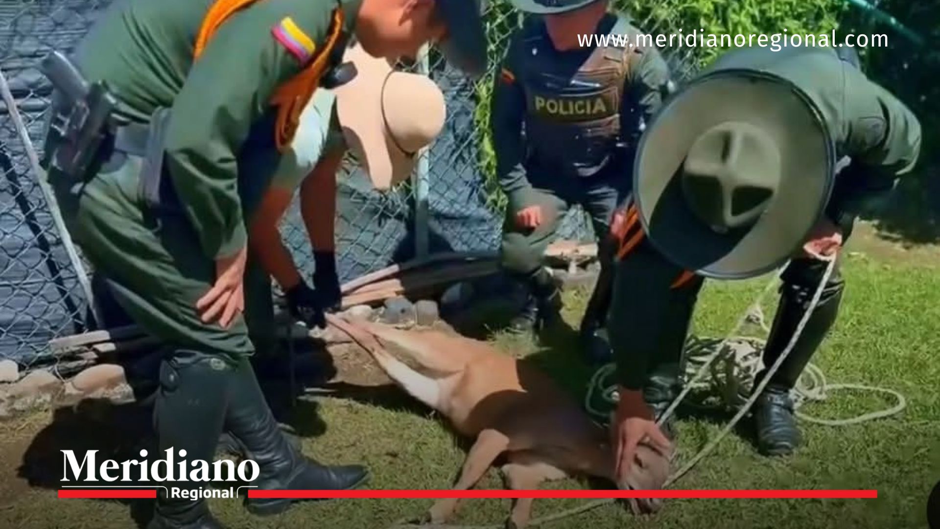 rescate de venado en Popayán - fauna silvestre Popayán - policía metropolitana Popayán - CRC Cauca