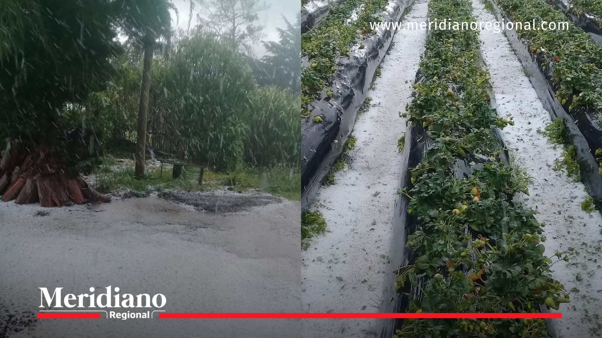 granizada en Silvia - granizada en Sotará - noticias Cauca - fenómeno climático Cauca - cultivos afectados Cauca