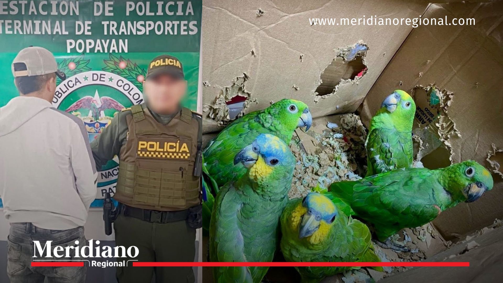 noticias popayán - tráfico ilegal de loros amazónicos - fauna silvestre popayán - captura en popayán - loros amazona amazónica - policía metropolitana de popayán - crc cauca - tráfico de fauna silvestre