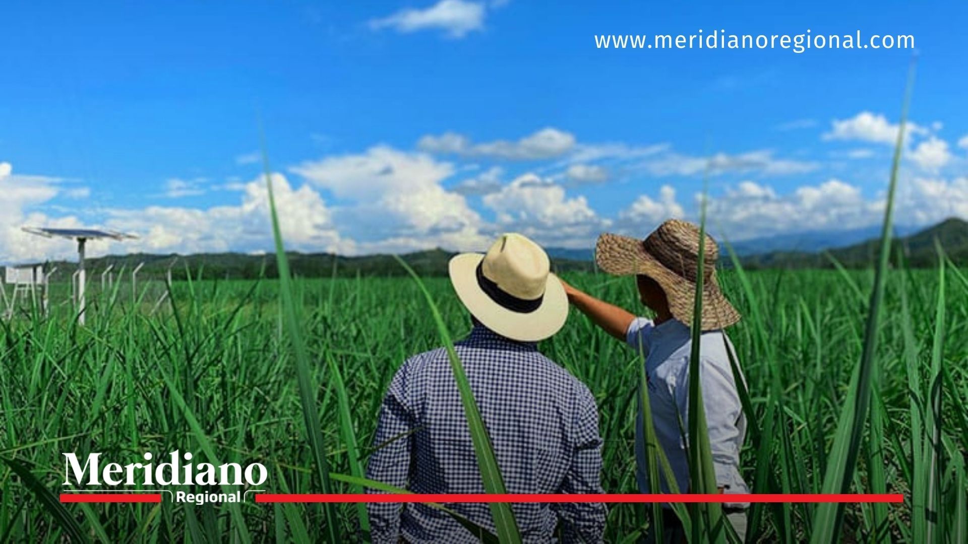 Trabajadores de la caña de azúcar en el Valle del Cauca, epicentro del Congreso Mundial ISSCT 2025.