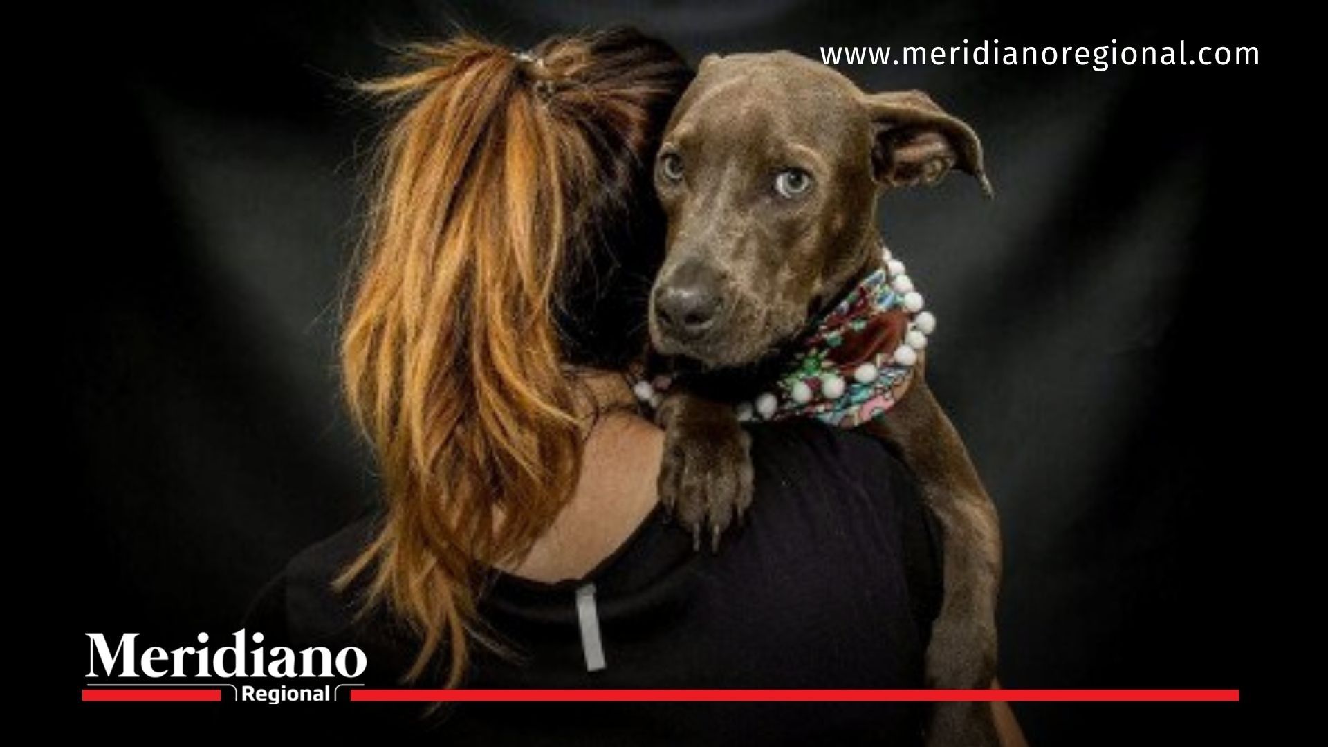 perrito abandonado en Cali rescatado - mascotas abandonadas en Cali - bienestar animal en Cali - tenencia responsable de mascotas