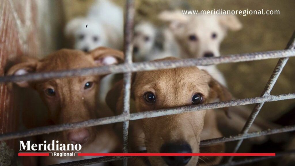 Perritos en el Centro de Bienestar Animal de Cali - Meridiano Regional perritos en el Centro de Bienestar Animal de Cali - mascotas abandonadas en Cali - bienestar animal en Cali - abandono de perros y gatos