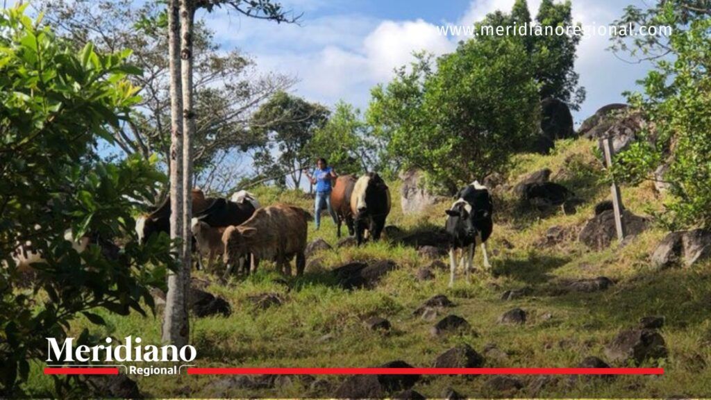 hurto de ganado en cauca - ganaderos cauca - inseguridad rural cauca