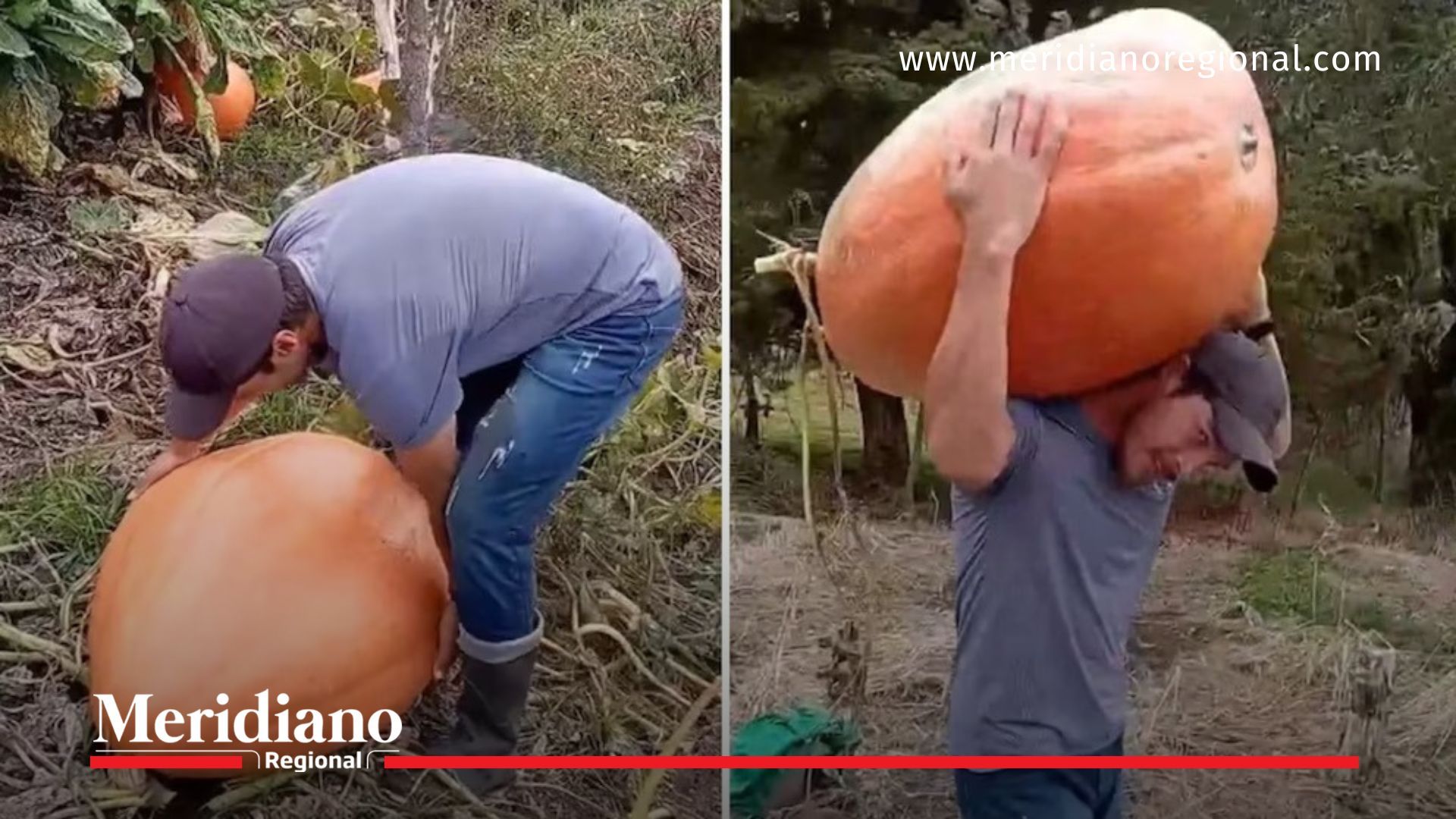 ahuyama gigante - campesinos de Murillo - Murillo Tolima - cosecha récord - agricultura tolimense