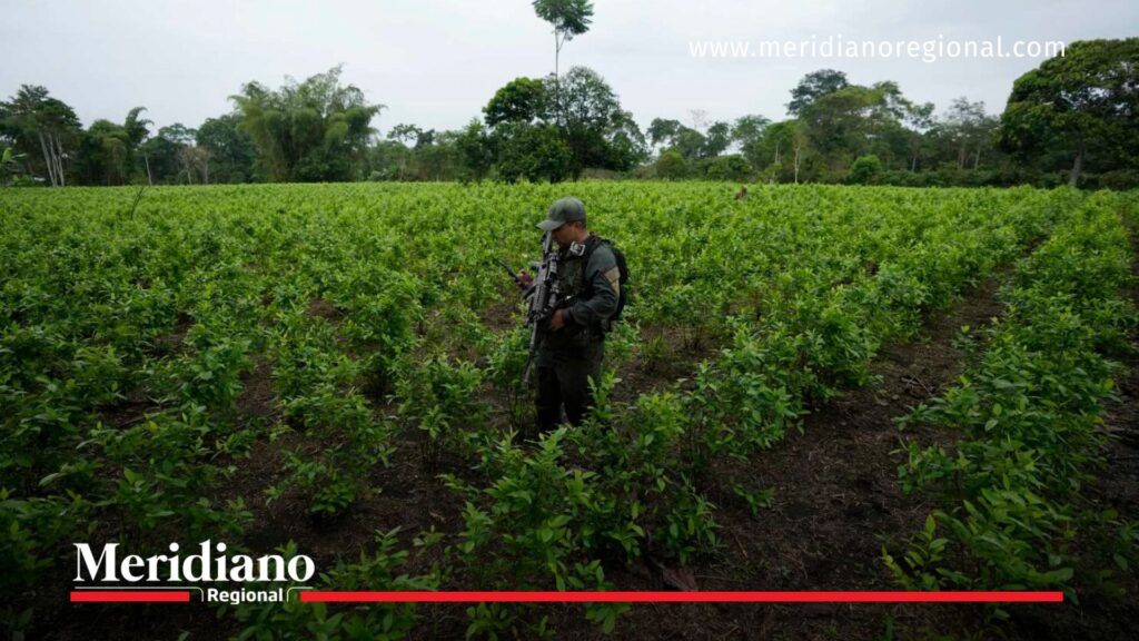 Cultivos de coca en medio de la descertificación de Colombia - Meridiano Regional descertificación de Colombia - Paloma Valencia - sanciones internacionales - Gobierno Petro - narcotráfico en Colombia - Estados Unidos