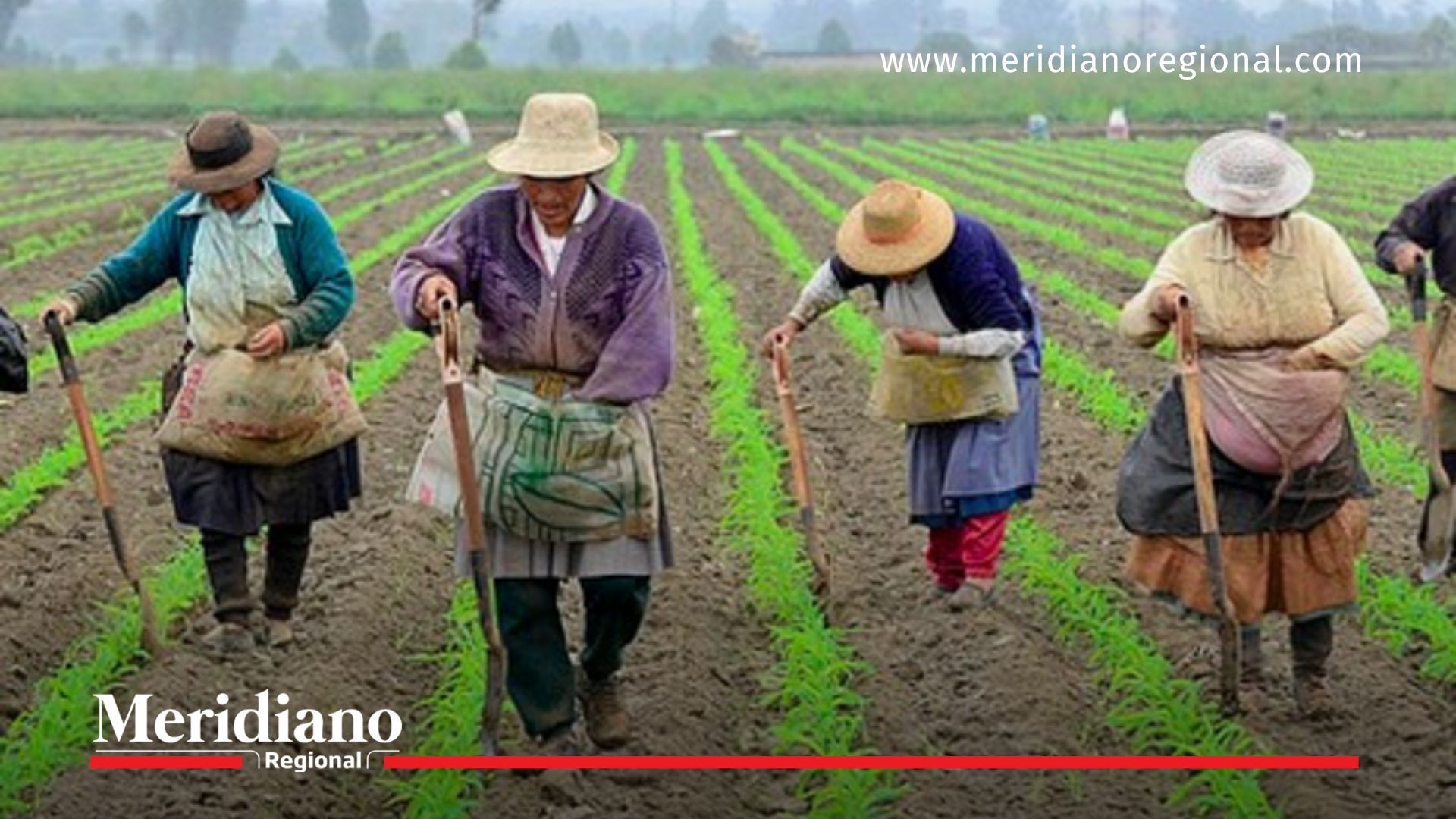 Campesinos colombianos cultivan sus tierras con apoyo del Ministerio de Agricultura a través del Proyecto de Alianzas Productivas.