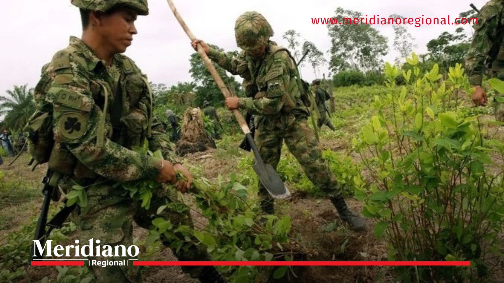 soldados erradicación forzosa cultivos ilícitos - ejército colombia - política antidrogas en colombia