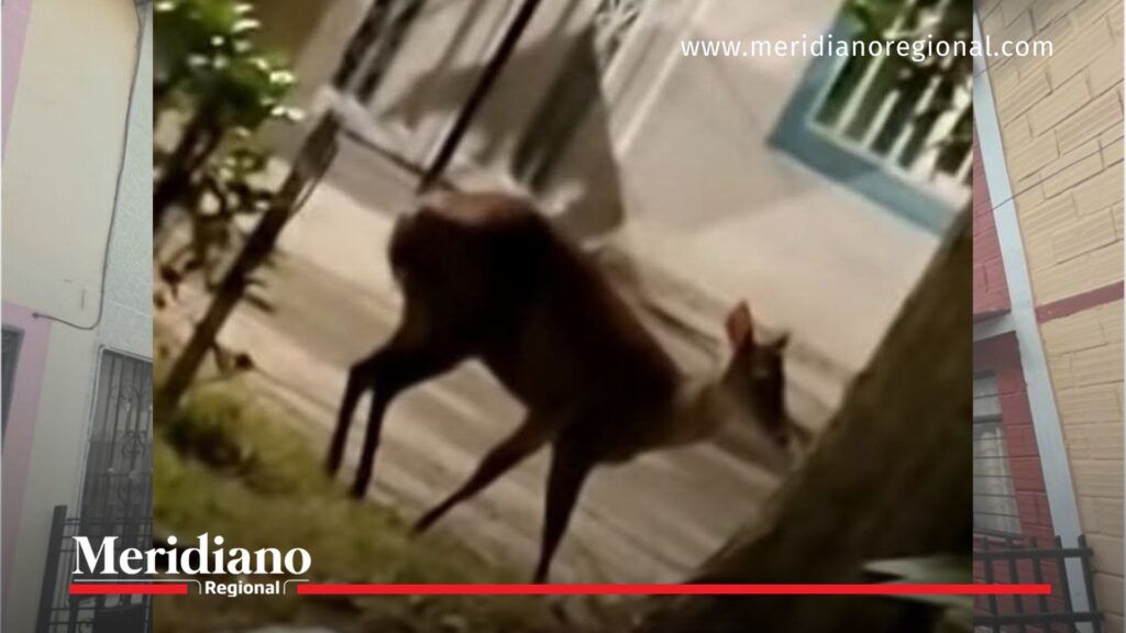 Venado en Popayán avistado en barrio La Paz - Meridiano Regional noticias Popayán - venado en Popayán - CRC Cauca - fauna silvestre Popayán - conservación ambiental
