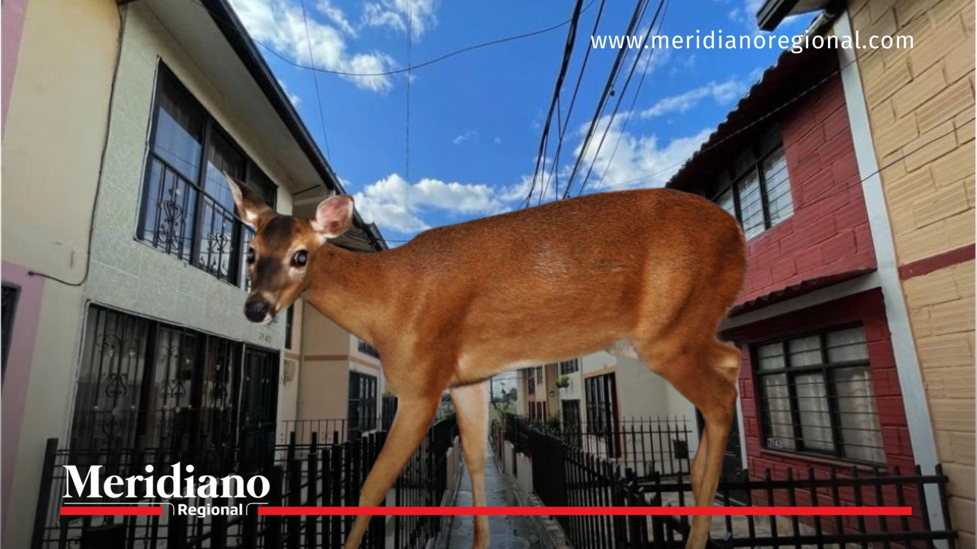 noticias Popayán - venado en Popayán - CRC Cauca - fauna silvestre Popayán - conservación ambiental