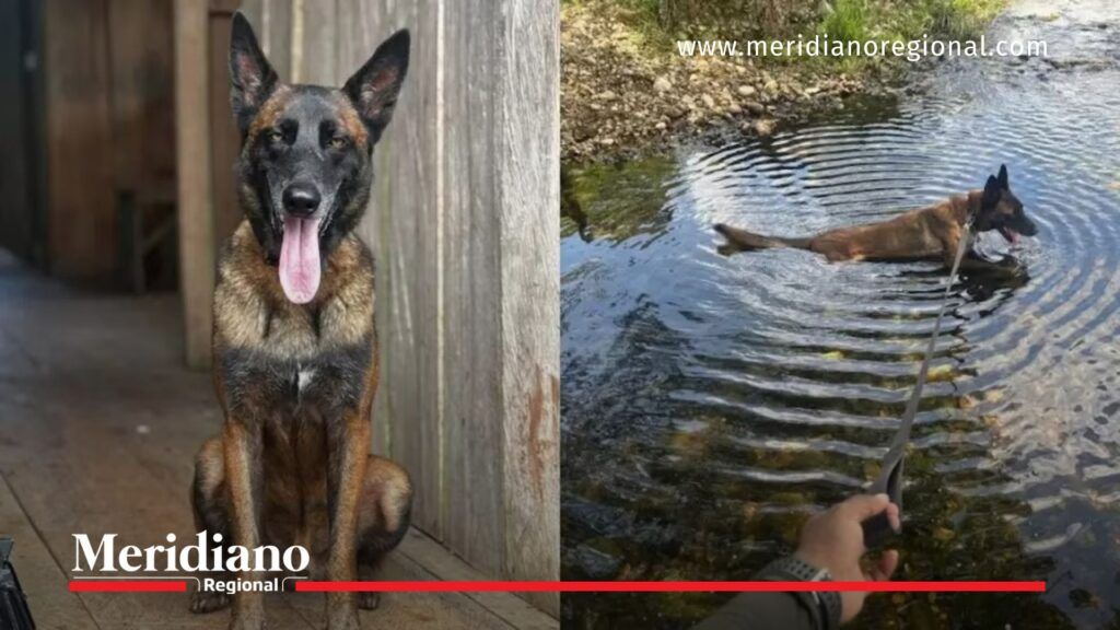Telmo perro antiexplosivos en entrenamiento - Meridiano Regional Telmo perro antiexplosivos entrenando en zona rural