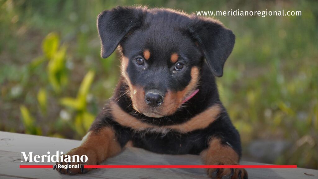 Ley Ángel contra el maltrato animal en Popayán - Meridiano Regional noticias Popayán - Ley Ángel - maltrato animal Popayán - Milagros perrita - comunidad animalista Cauca