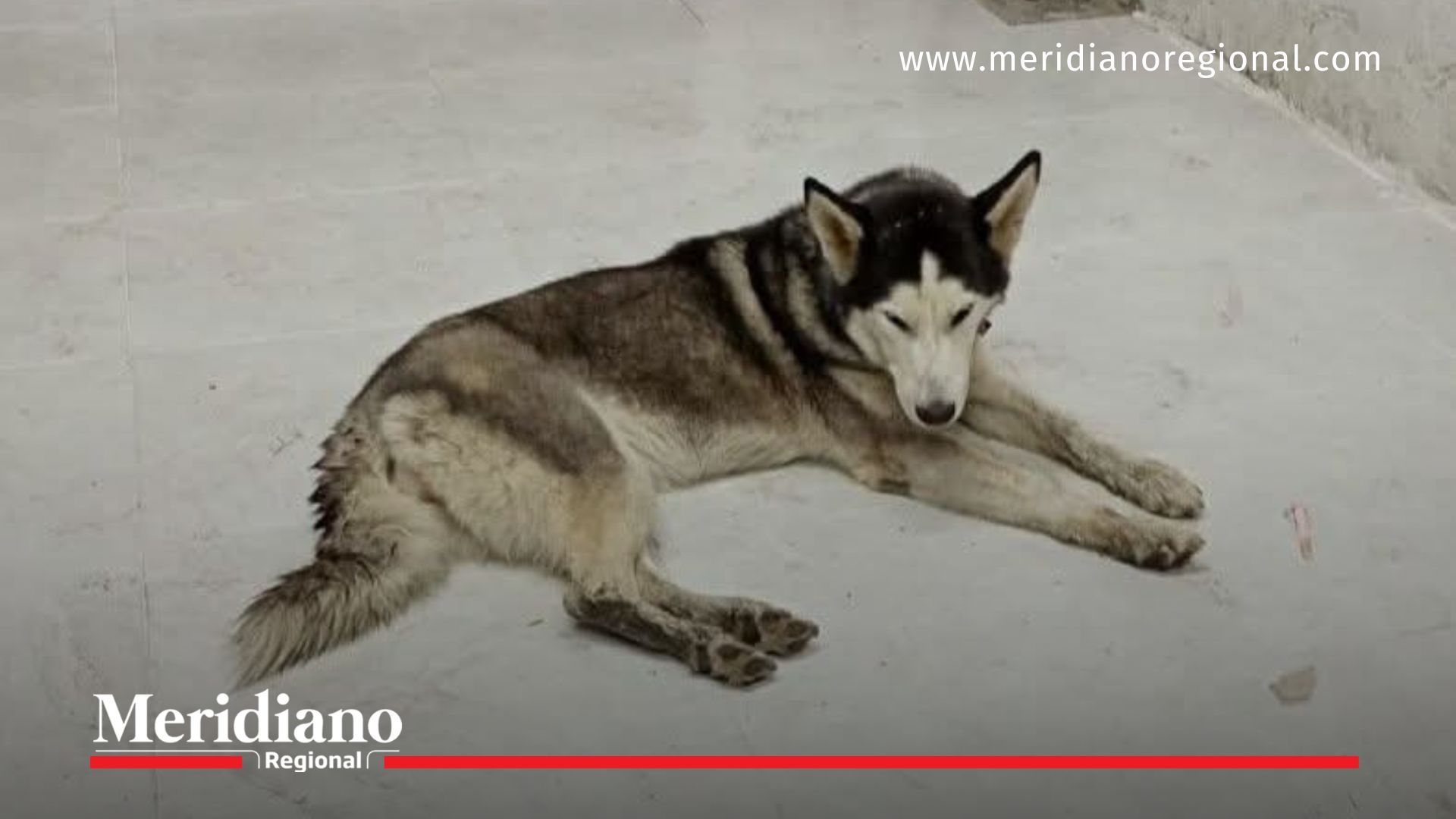 Milagros perrita - maltrato animal Popayán - Ley Ángel - noticias Popayán - comunidad animalista Cauca