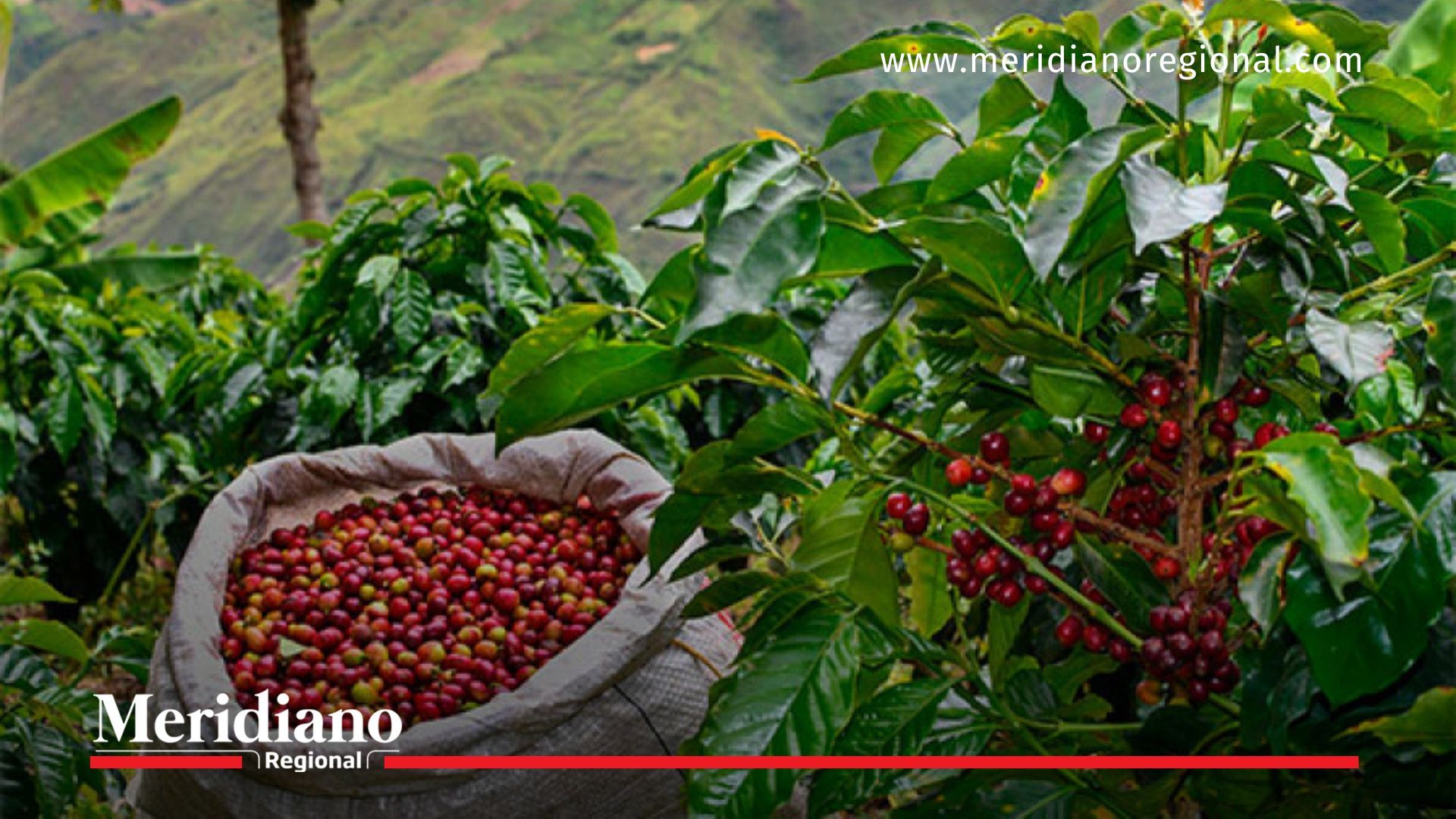 noticias nariño - cátedra café nariño - identidad cafetera - cultura cafetera - gobernación de nariño - cafés especiales nariño