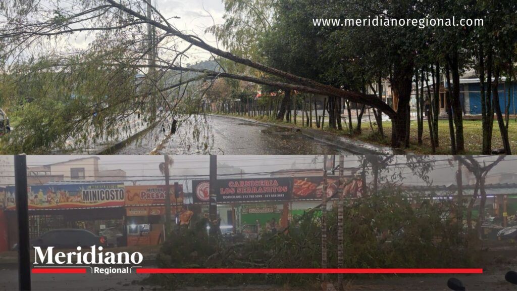 Árboles caídos por temporada de lluvias en Popayán - Meridiano Regional noticias Popayán - temporada de lluvias en Popayán - inundaciones Popayán - vendavales Cauca - emergencias invierno Popayán - gestión del riesgo Cauca - noticias Cauca