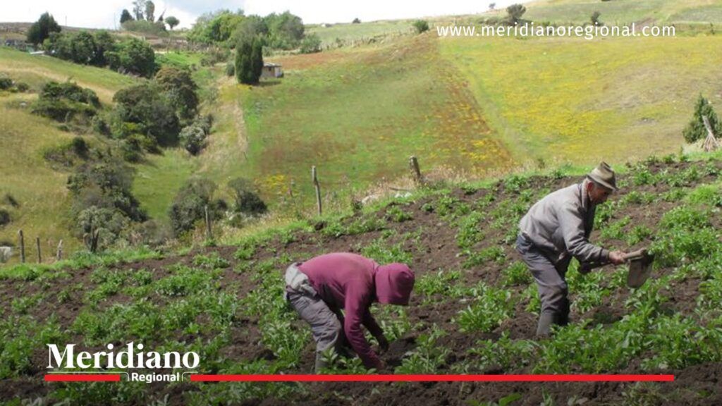Campesinos del Valle trabajan en tierra propia - Meridiano Regional campesinos del valle trabajando en tierra propia - tierra para campesinos - noticias valle del cauca - desarrollo rural