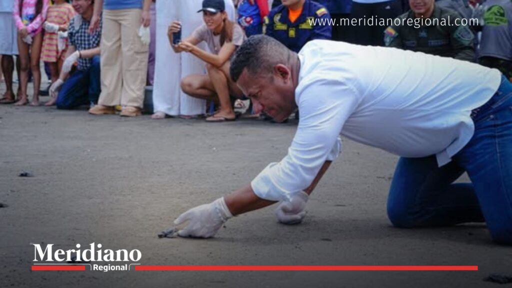 Tortugario del Pacífico en Tumaco - Meridiano Regional tortugario-del-pacifico - liberacion-tortugas-tumaco - biodiversidad-nariño - conservacion-marina
