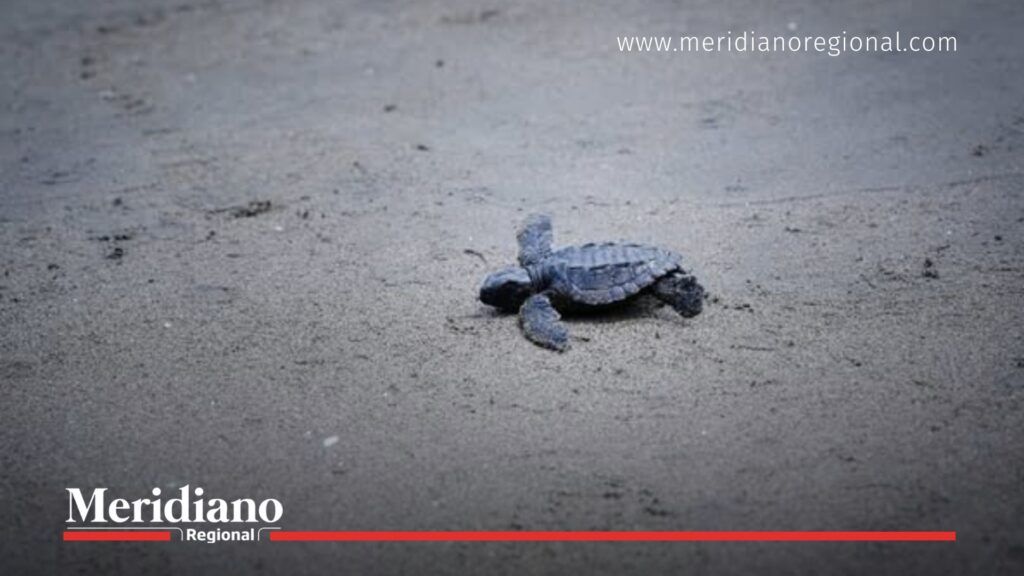 Tortuguita liberada en el Tortugario del Pacífico - Meridiano Regional tortugario-del-pacifico - tortuga-marina-nariño - conservacion-marina - biodiversidad-nariño