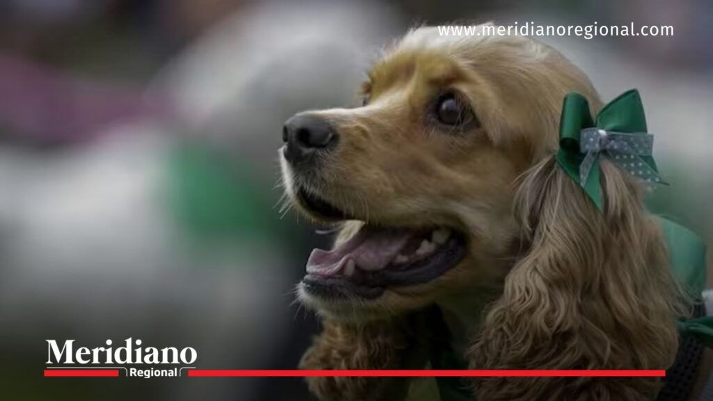perrito-beneficiario-de-la-ley-empatia