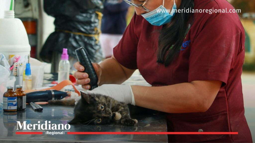 Gestora social del Cauca impulsa jornada de esterilización en Rosas - Meridiano Regional gestora-social-del-cauca-jornada-esterilizacion-rosas-cauca