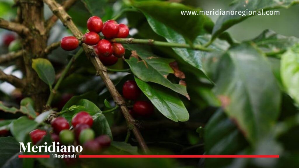 Cosecha cafetera en Colombia - Meridiano Regional noticias colombia - cosecha cafetera en colombia - café del cauca - producción de café en colombia - exportaciones de café colombiano