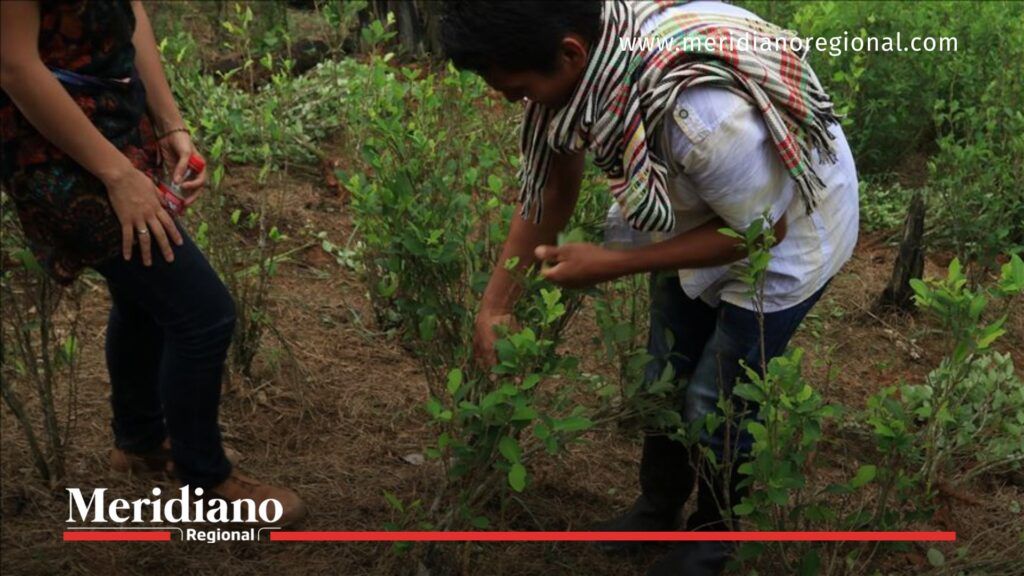 Raspado de hoja de coca en zona rural del Cauca - Meridiano Regional cultivos-ilicitos-en-el-cauca - campesinos-cauca - raspado-hoja-de-coca - crisis-ambiental
