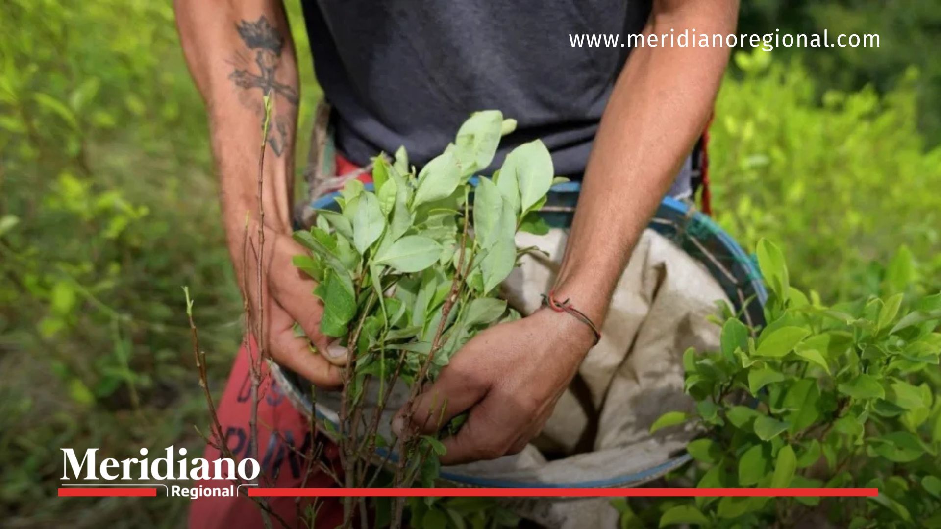 Un raspachín trabaja en cultivos ilícitos en el Cauca, una problemática que mezcla pobreza, violencia y daño ambiental.